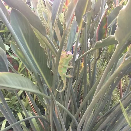 Casafornaciari * Viareggio